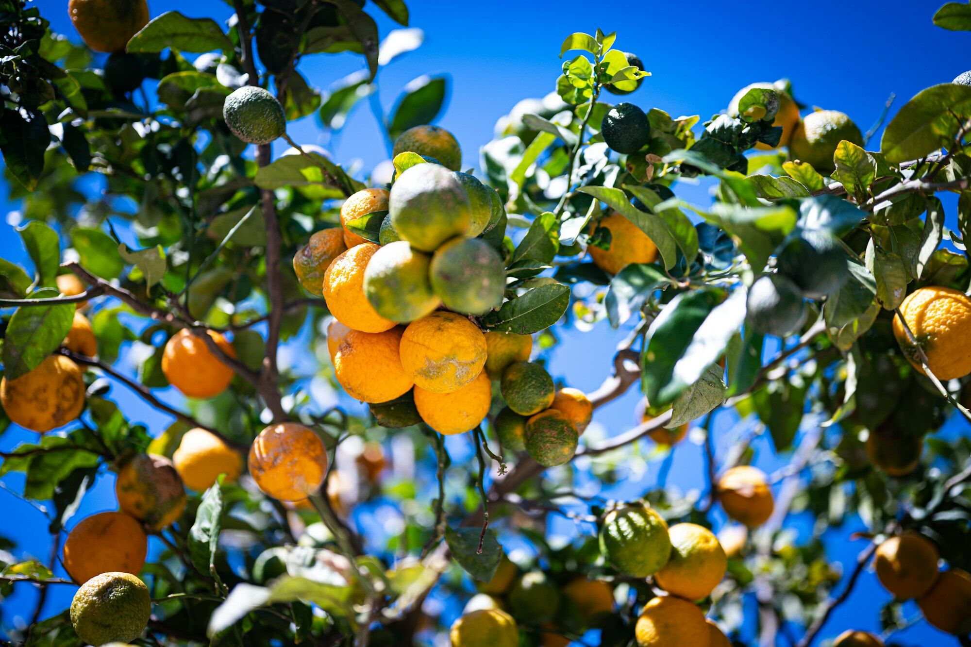 Une branche de citronnier contre un ciel bleu